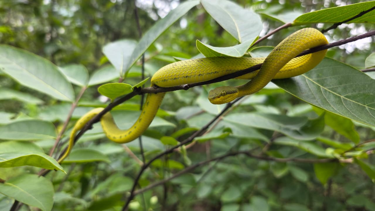 बुजुर्ग पहाड़ी कोरवा को बैम्बू पिट वाइपर ने डसा, सांप को डिब्बे में रखकर पहुंच गया अस्पताल